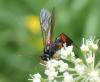 Phaenolobus terebrator
